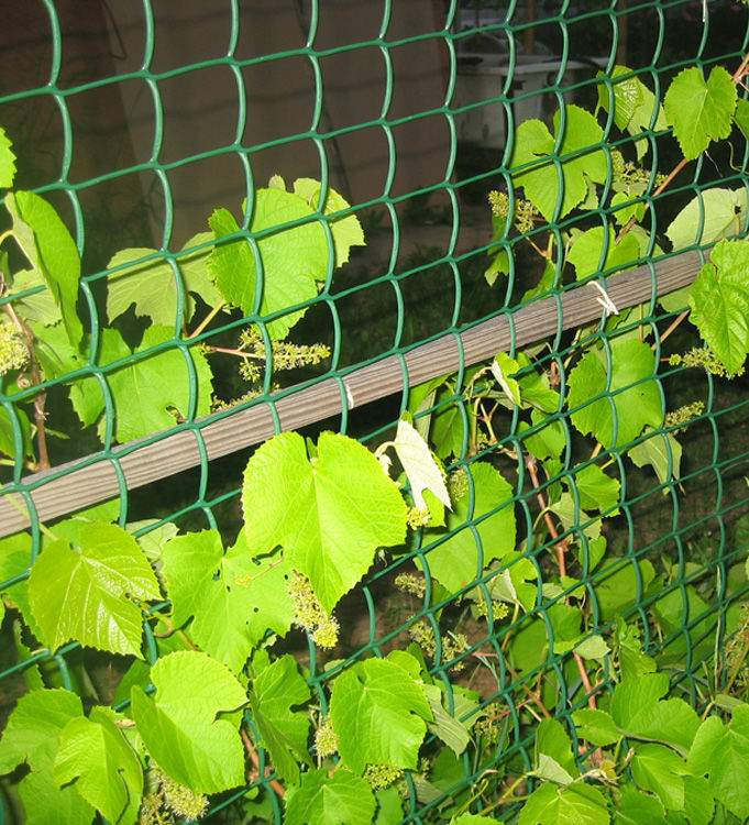 Статьи: Поддержка виноградников: виды опор, техника установки