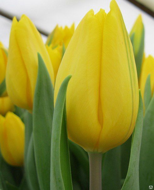 Тюльпаны желтые Стронг Гол