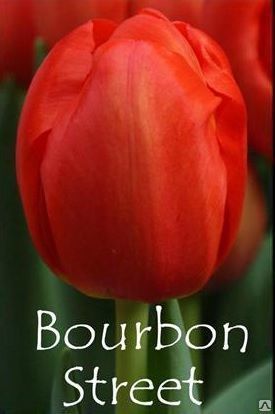 Тюльпаны алого цвета Голландские Bourbon Street