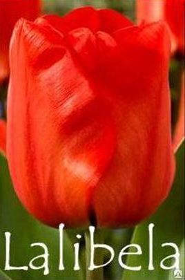 Тюльпаны Экстра класс Lalibela