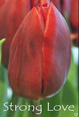 Тюльпаны тёмно малиново-красные Strong Love