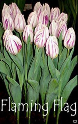 Тюльпаны Flaming Flag белые с фиолетовыми прожилками