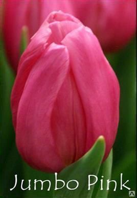 Тюльпаны розовые Jumbo Pink