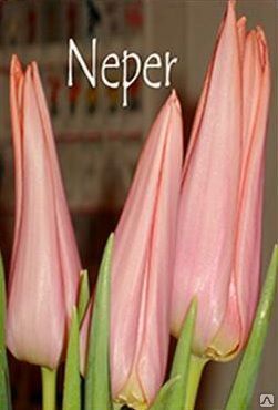 Тюльпаны лососевого цвета Neper