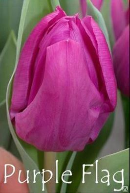Тюльпаны фиолетовые Purple Flag