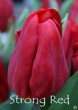 Тюльпаны Ред Голд