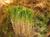 Межвенцовый мох строительный сфагнум для деревянного дома меш. 25 л, 5-8 кг #2