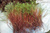 Межвенцовый утеплитель мох строительный для деревянного дома - 25 л.мешок #2
