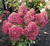 Гортензия метельчатая Роял флауэр ( Hydrangea paniculata Royal Flower ) 7,5 л контейнер #1