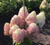 Гортензия метельчатая Роял флауэр ( Hydrangea paniculata Royal Flower ) 7,5 л контейнер #2