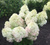 Гортензия метельчатая Роял флауэр ( Hydrangea paniculata Royal Flower ) 7,5 л контейнер #3
