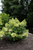 Гортензия метельчатая Роял флауэр ( Hydrangea paniculata Royal Flower ) 7,5 л контейнер #4