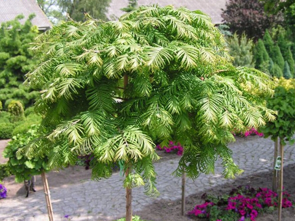 Метасеквойя глиптостробовидная (Metasequoia glyptostroboides) 10-20 см, горшок 0,5 л.
