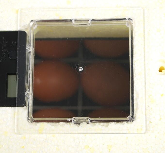 Инкубатор на 70 яиц автоматический переворот. Инкубатор Золушка 98 яиц. Инкубатор бытовой Золушка 2122. Инкубатор Золушка на 70 яиц автоматический. Поддон для яиц инкубатор Золушка на 70 яиц.